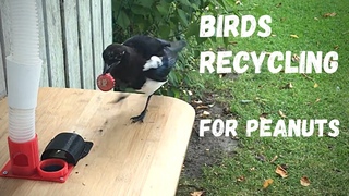 Magpie_trades 3 bottle-caps for food. High definition
