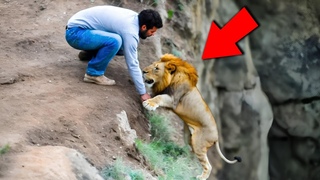 Quand Les Animaux Demandent de l’aide !