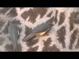 SOUTH AFRICA red-billed oxpeckers at work, Kruger nat. park (hd-video)