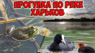 Дикая природа в городе. Лысухи с птенцами. Слушаем песни лягушек. Лягушачья любовь.