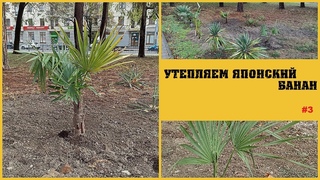 БЛОГ ПАЛЬМОВОДА: Срочное утепление банана (Третья серия)