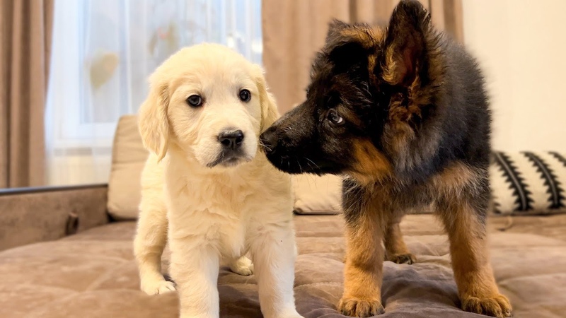 German Shepherd Puppy Meets Golden Retriever Puppy for the First