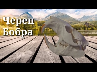 Череп Бобра