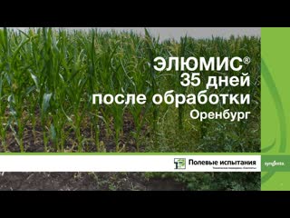 ЭЛЮМИС 35 дней после обработки, Оренбург