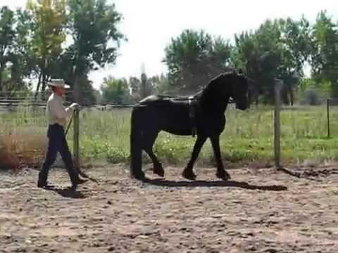 SOLD Derossi 5 Y. O. Friesian Gelding, 1st Premium Star, Started Under Saddle by Sean