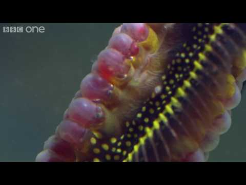 Life Weedy seadragons dance into the night BBC