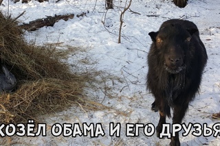 КОЗЁЛ ОБАМА И ЕГО ДРУЗЬЯ