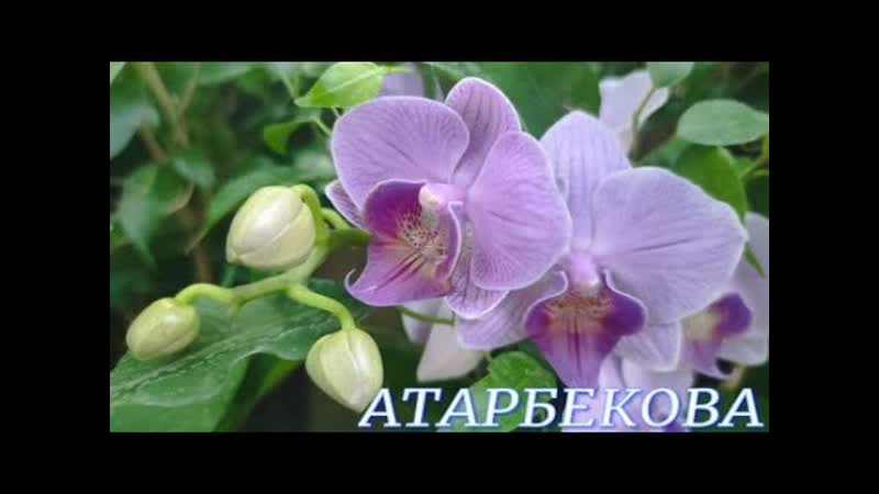 929, СВЕЖАЯ поставка КРАСИВЫХ орхидей в с, ц на