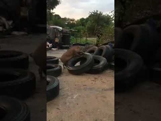 Wild boar fucking tires | video by weld welder