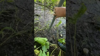 Радиоактивный ручей близ Новосибирска - жертва НЗХК