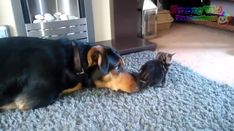 Kittens Meet Puppies For The First Time Try Not to