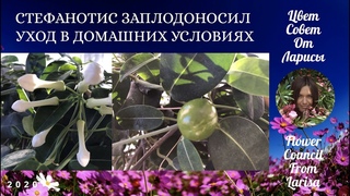 СТЕФАНОТИС УХОД В ДОМАШНИХ УСЛОВИЯХ | ПЛОДЫ МАДАГАСКАРСКОГО ЖАСМИНА 4К