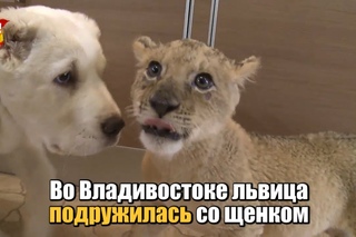 Во Владивостоке львица подружилась со щенком