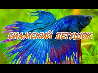 СИАМСКИЙ ПЕТУШОК