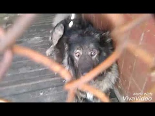 Как я служил кинологом после учебки
