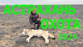 Охота в Астрахани на волка, зайцев и шакалов. 2024 год.