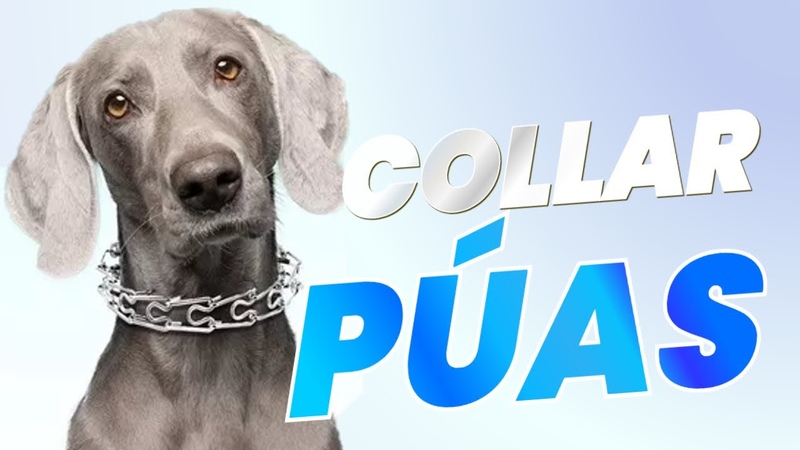 Todo lo que Necesitas Saber sobre Collares de Púas para