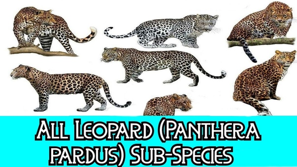 All Leopard ( Sub) Species Species