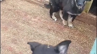 clip294805104_456240326.mp4