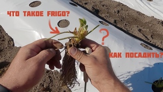 Как правильно посадить Frigo рассаду клубники Фриго