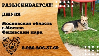 Пропала собака ! ДЖУЛЯ , Московская область , г. Москва