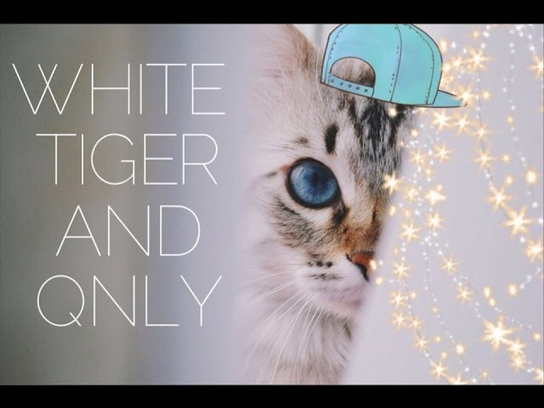 domestic tiger named