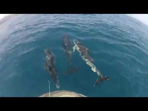 Pêche à Tigzirt sur mer en 2011, badèche, mérou et