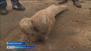 Останки древнего животного нашли в Сокольском районе