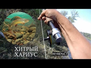 Вода падает день за днём#куда уходит рыба | Нахлыст на Енисее
