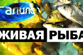 Галилео. Живая рыба 🐟 Fish