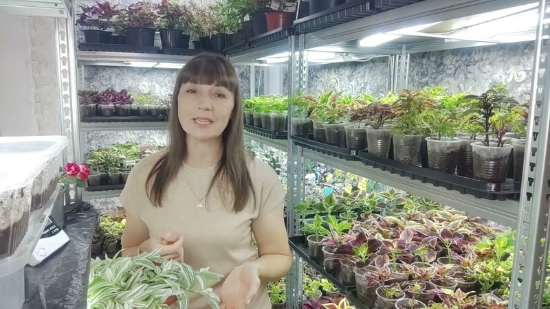 Как из худенькой традесканции и каллизии вырастить