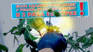 Если удалить этот побег у томата, то  созреют в 2 раза быстрее!