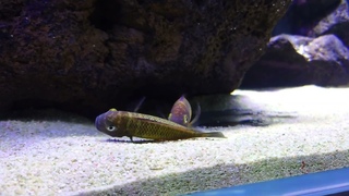 Tropheus Red Rainbow F1 breeding just after water change -)