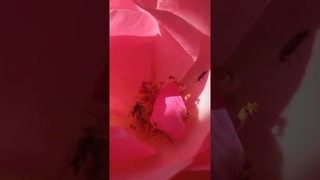 Крым Розы расцветают  Crimea Roses are blooming