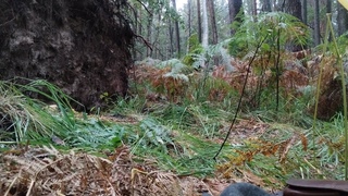 Samotne obozowanie w lesie. Bushcraft wśród mchu i paproci cz. 1
