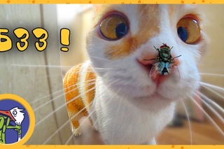 Котик Рыжик, муха и паук