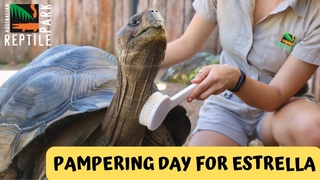 Estrella the Tortoise Enjoys A Spa Day | Australian Reptile Park
