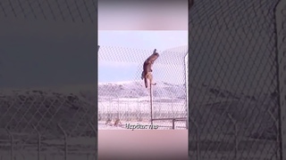 Волк перелез через забор и утащил овцу.