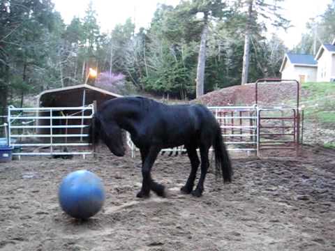 Friesian stud Lokki and
