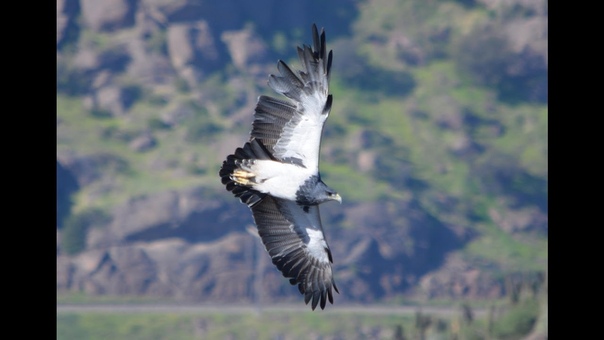 Águila Geranoaetus melanoleucus Black chested Buzzard