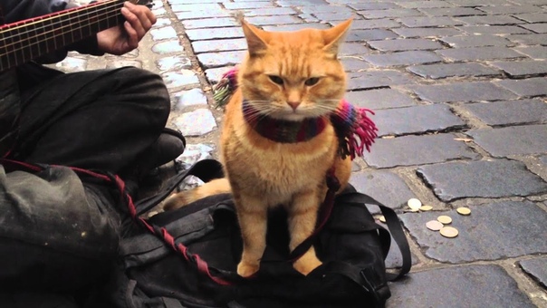 A Street Cat Named Bob The Big Issue