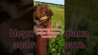 Приехали за выброшенной собакой, а увезли щенков
