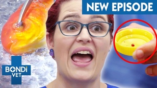 Рак глаза у рыбы давит на её мозг / Fish's Eye Cancer Is Pushing Into Its Brain | Bondi Vet