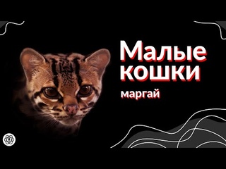 Малые кошки. Маргай (Animalogic на русском)