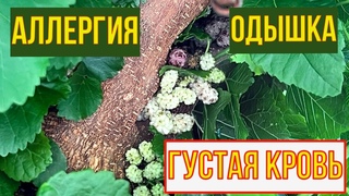 Выпила стакан и забыла о густой крови, аллергии и одышке.