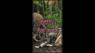 ПРИТЧА: Два волка.  Мудрая притча.  Притча про жизнь.  Притча. #shorts