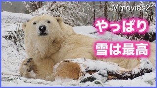 やっぱり雪が好き【ホッキョクグマ】リラとララがすりすりを満喫してます Polar Bears Life