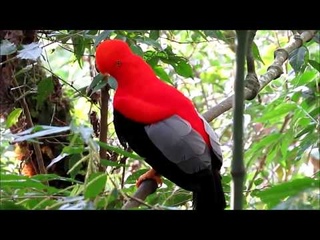 Андский скальный петушок | Rupicola peruviana | Andean cock-of-the-rock