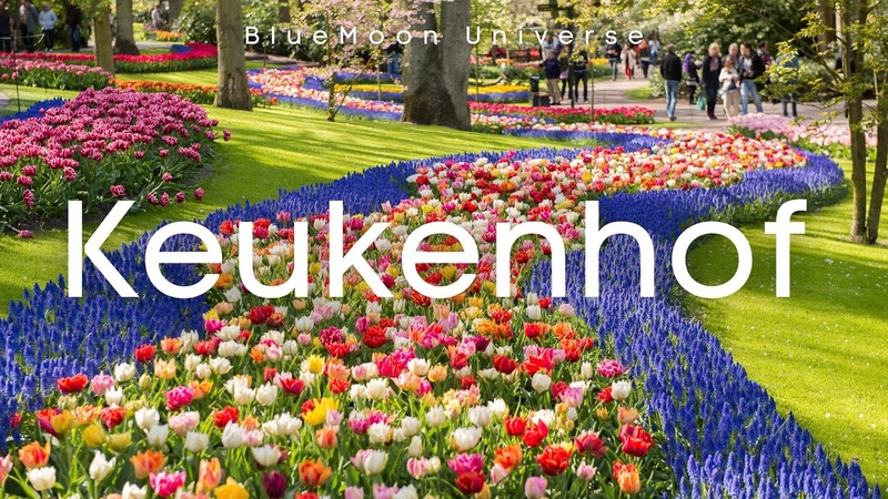 keukenhof gardens in Virtual tour in 4 K Blue Moon