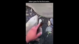 This is my pet duck Adam #shorts